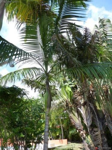 10 x Dictyosperma Album palm boom zaden (verzenden kan ook), Ophalen, Gehele jaar, Volle zon, Zaad