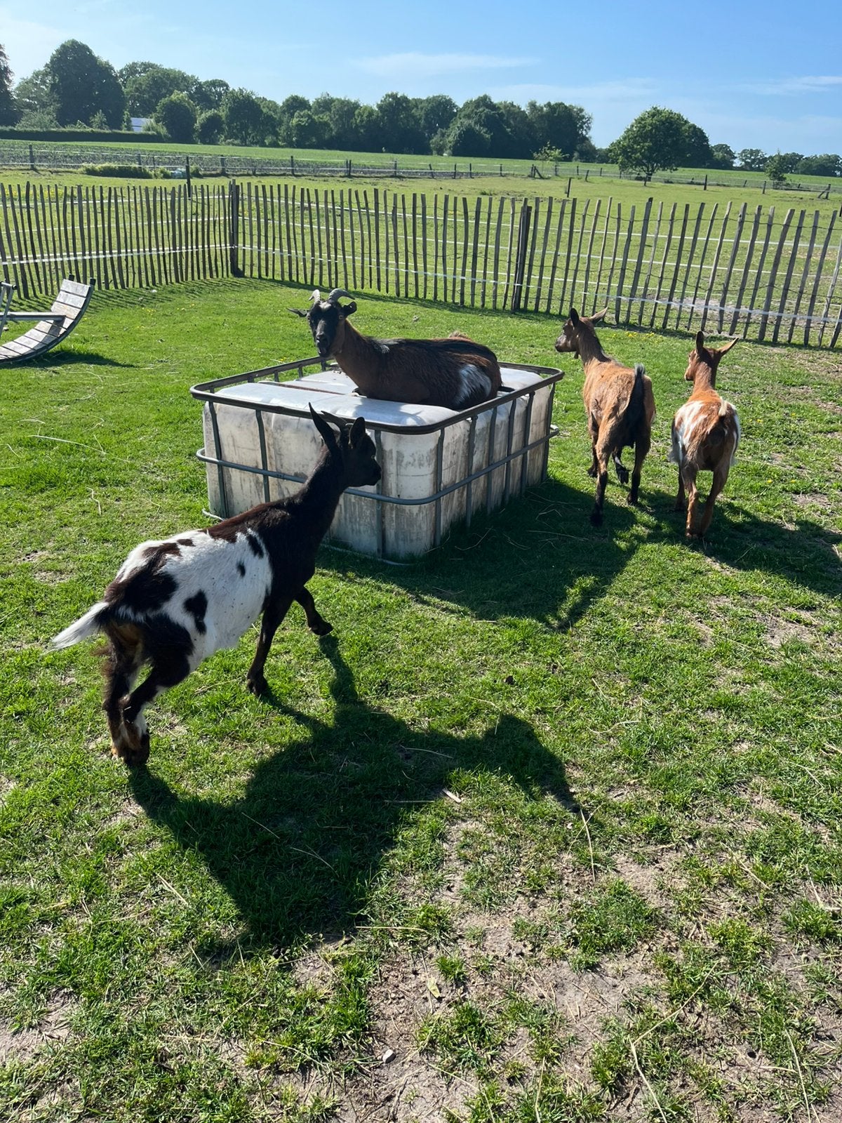 Dwerggeiten, Dieren en Toebehoren, Schapen, Geiten en Varkens, Meerdere dieren, Geit