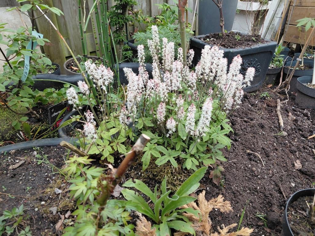 Schuimkaars (Tiarella cordifolia) - Elegante vaste plant, Tuin en Terras, Planten | Tuinplanten, Ophalen, Bodembedekkers, Vaste plant
