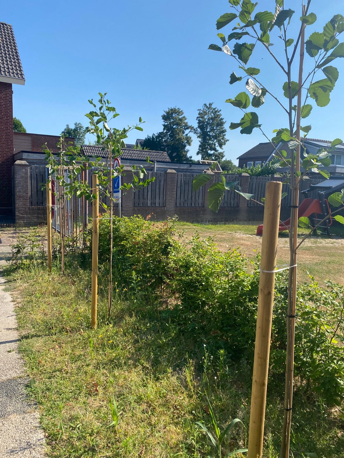 3 stuks zwarte Els, Tuin en Terras, Planten | Bomen, Ophalen, Volle zon, Overige soorten, 100 tot 250 cm
