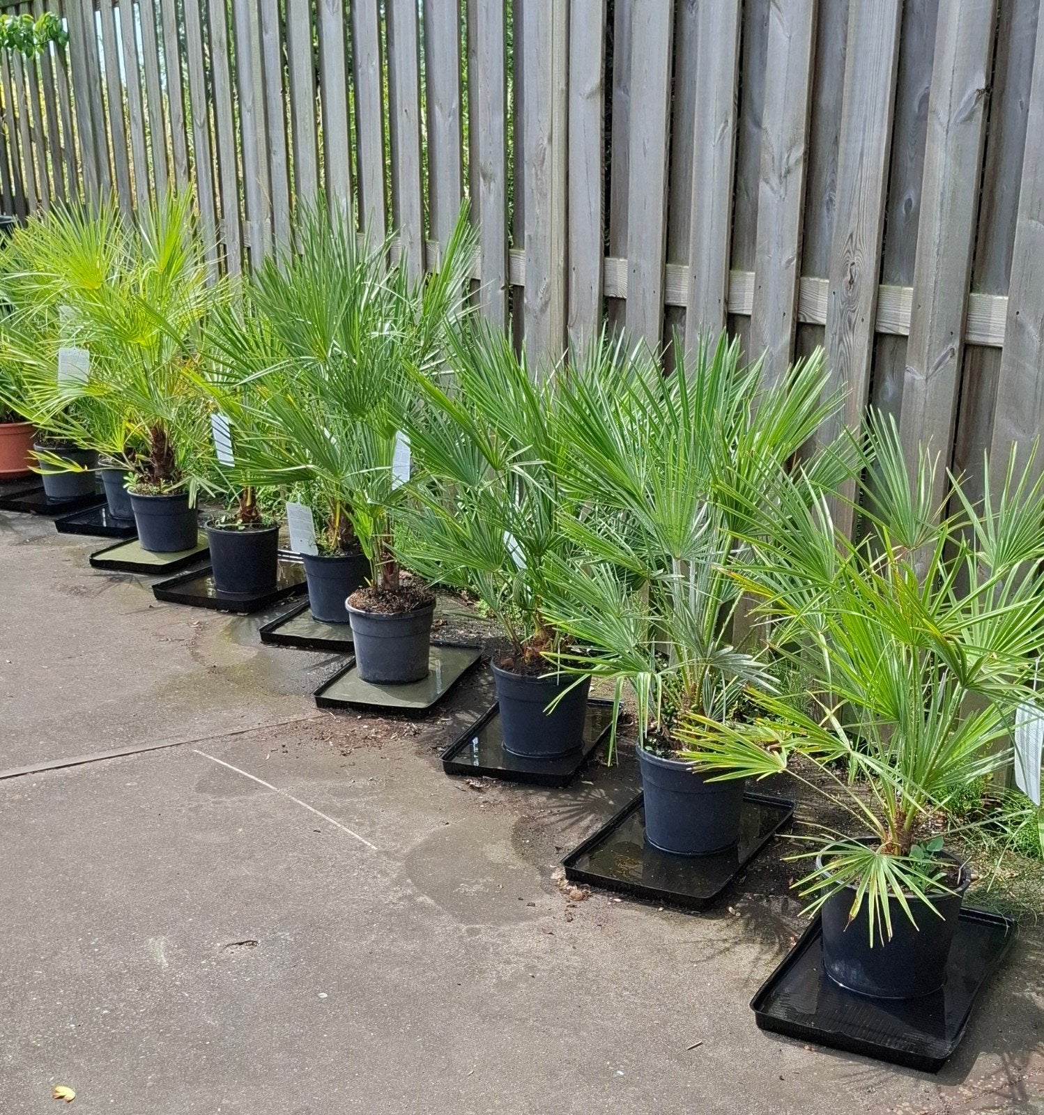 chamerops humelis palm winterhard., 100 tot 250 cm, Zomer, Palmboom, Ophalen