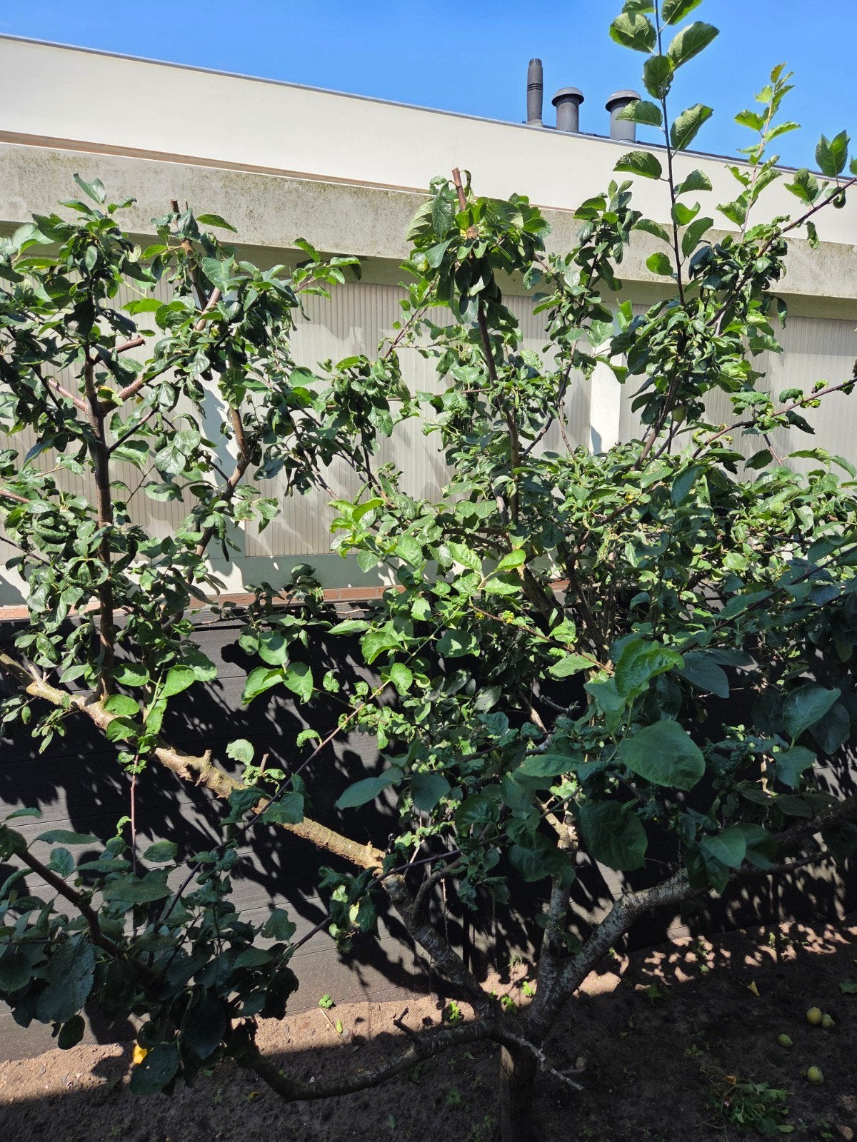 pruimenboom, Tuin en Terras, Planten | Bomen, Ophalen, Volle zon, Overige soorten