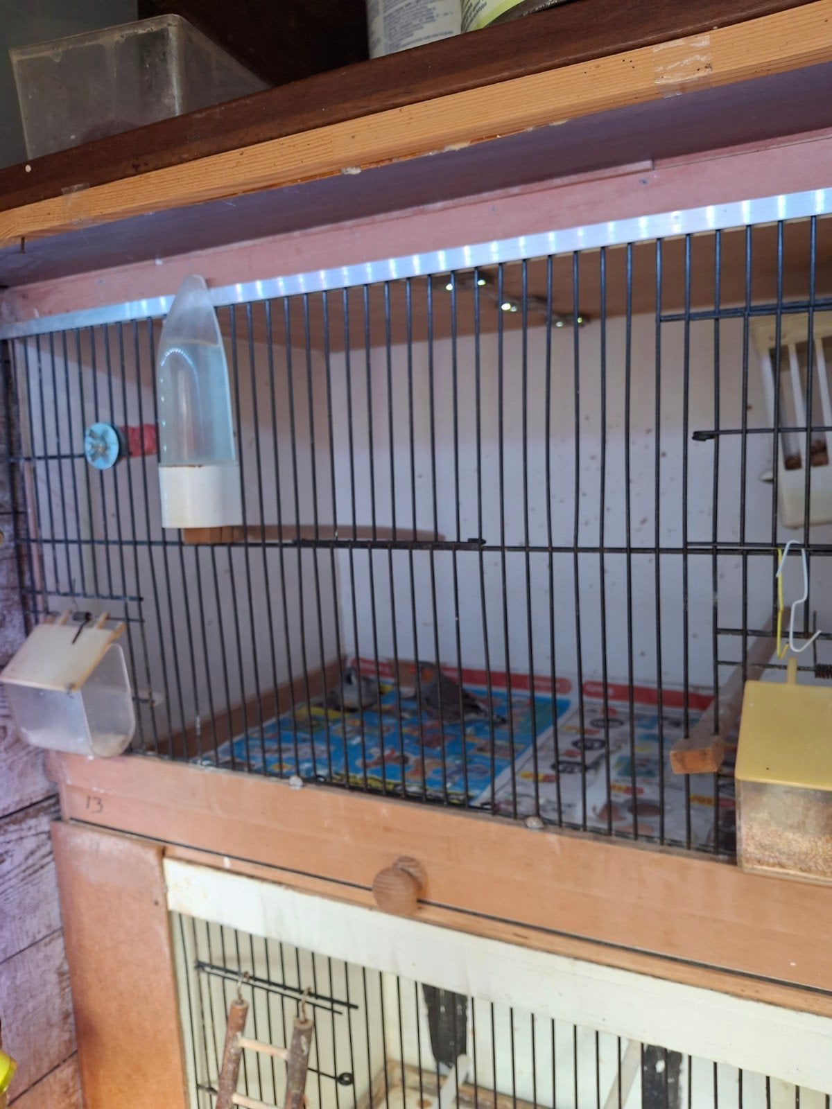 zebravinken, Dieren en Toebehoren, Meerdere dieren, Tropenvogel