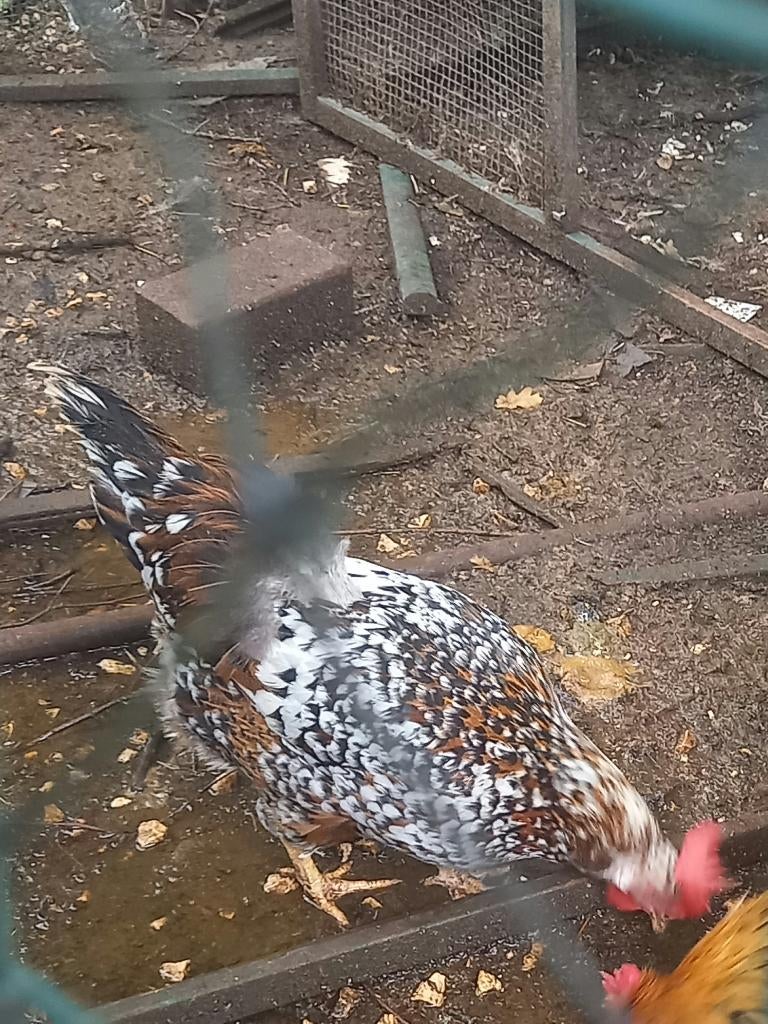 Bijzonder fraaie leghorn hen porselein kleur, Dieren en Toebehoren, Pluimvee, Vrouwelijk, Kip