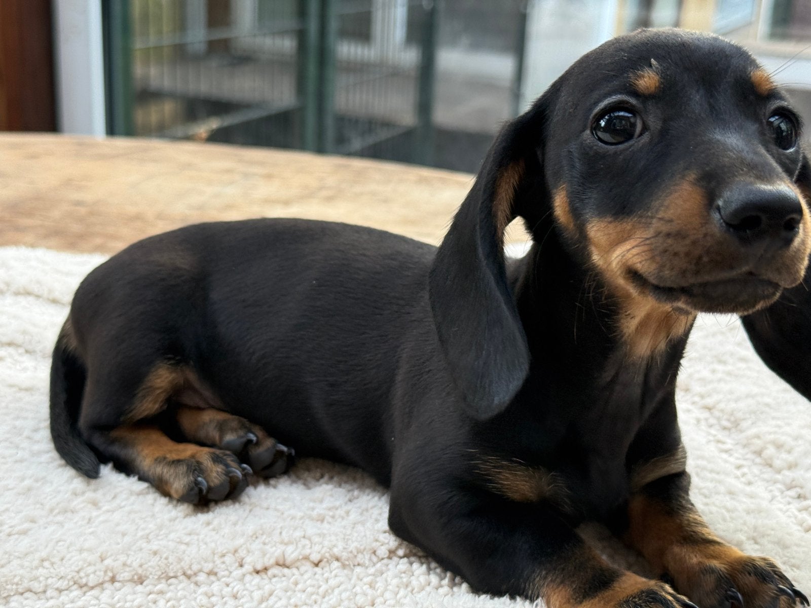 Kortharige dwerg teckel pups, CDV (hondenziekte), 8 tot 15 weken, Korthaar, Dwerg