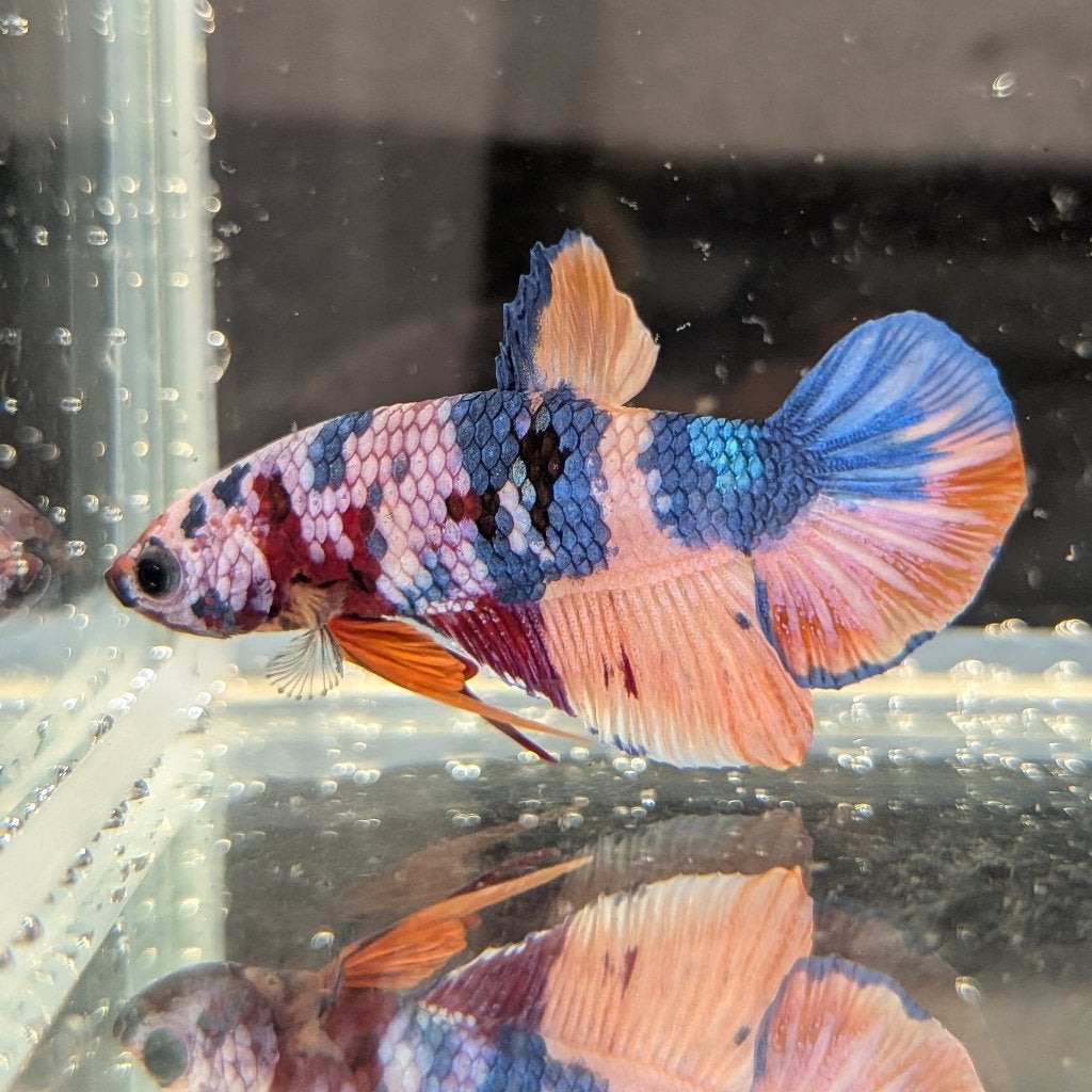 Betta man Plakat, Vis, Zoetwatervis