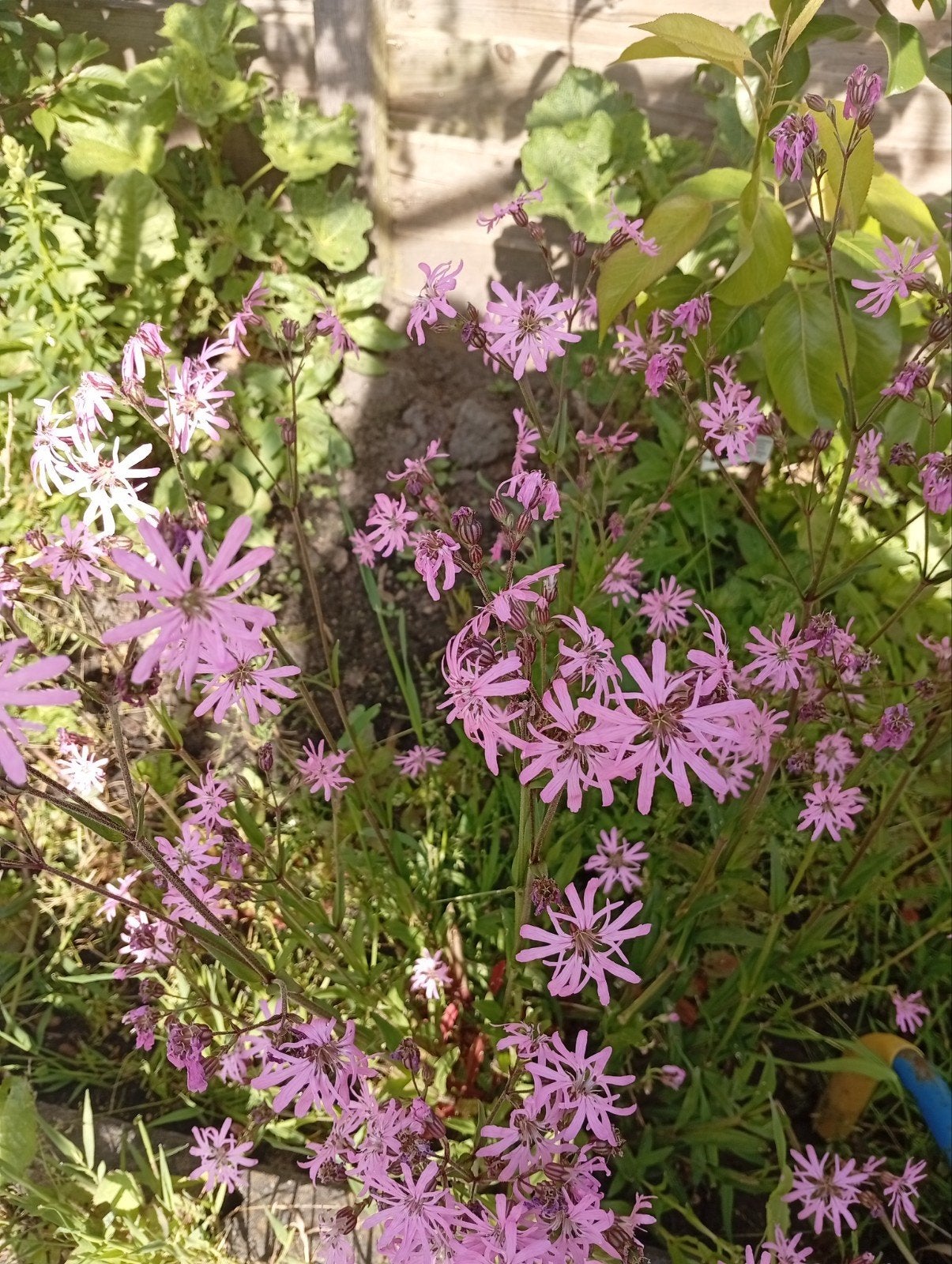 Zaden koekoeksbloem, Ophalen, Eenjarig, Overige soorten, Volle zon