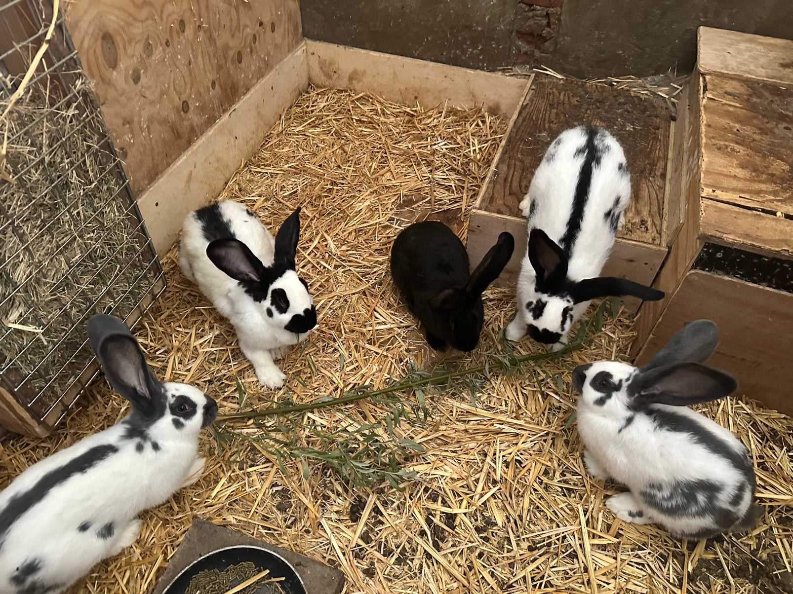 Groot Lotharinger voedsters geënt!, Dieren en Toebehoren, Vrouwelijk, Groot
