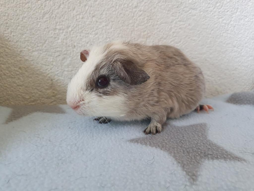 Super lieve jonge cavia beertjes van 6 weekjes., Mannelijk, Tam, Maart, Cavia