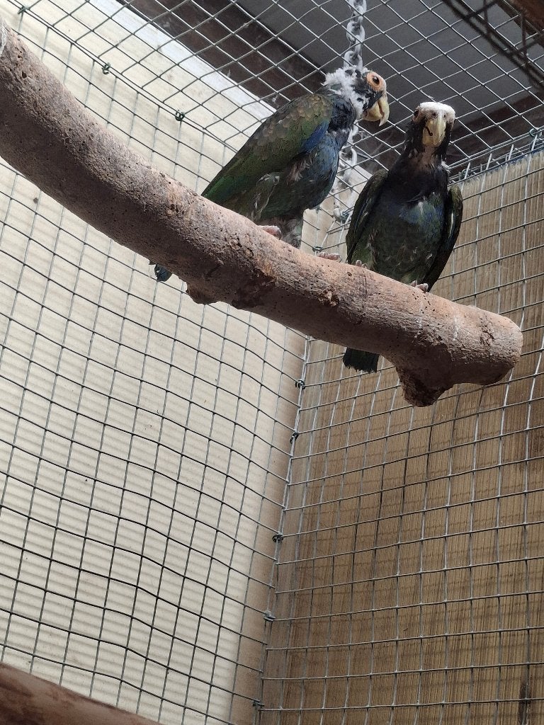 pionus senilis, Meerdere dieren, Papegaai, Geringd