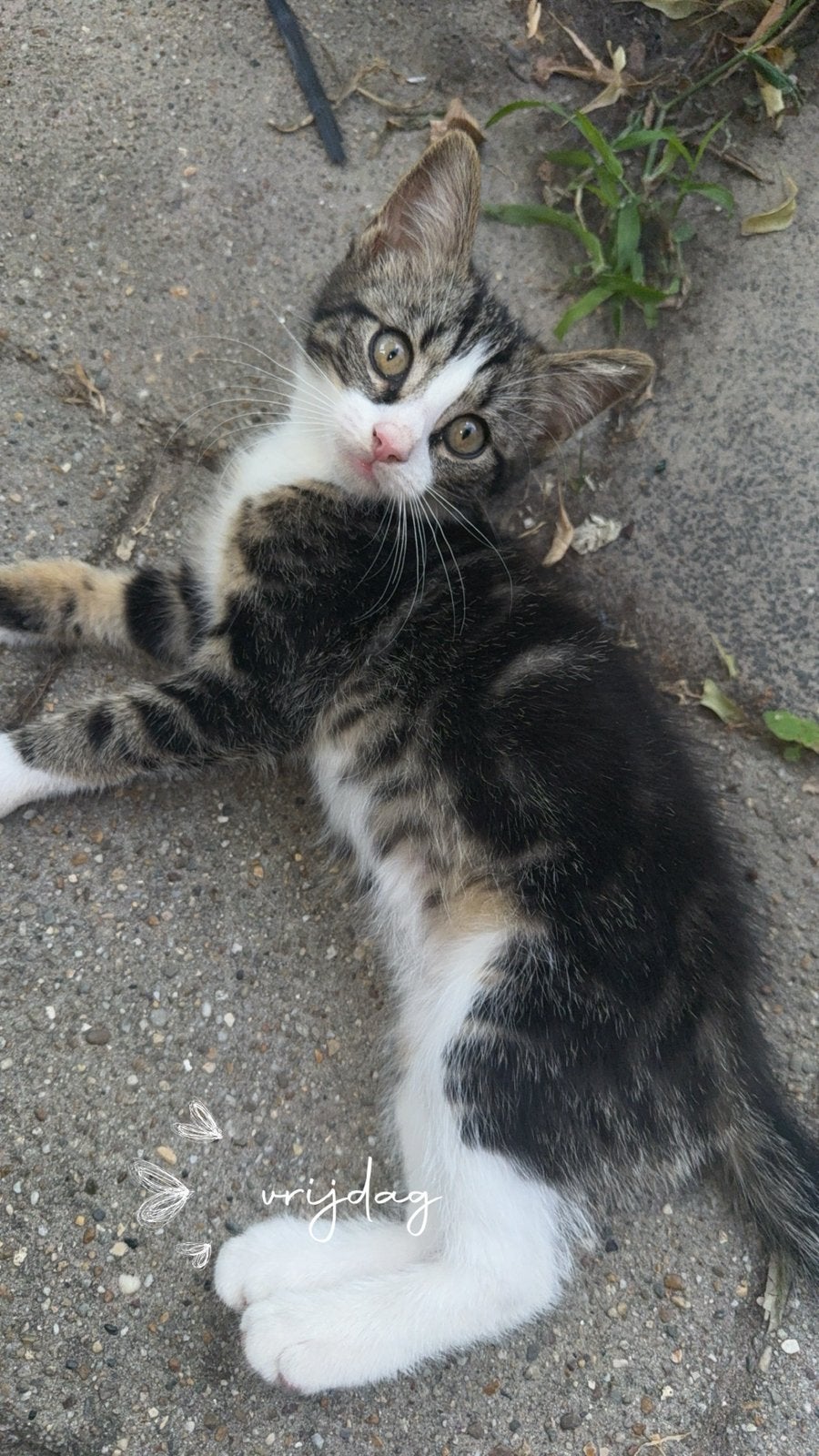 Laatste x boskat kittens €75😻, Meerdere dieren