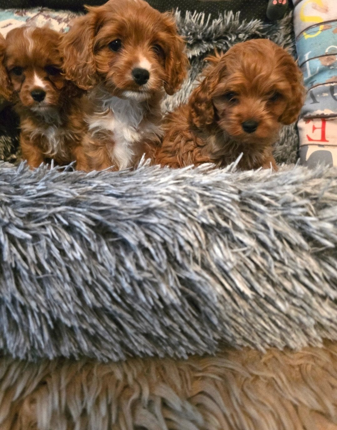 Prachtige cavapoo pups poedel xcavelier  f1, Poedel, Parvo, 8 tot 15 weken, Meerdere