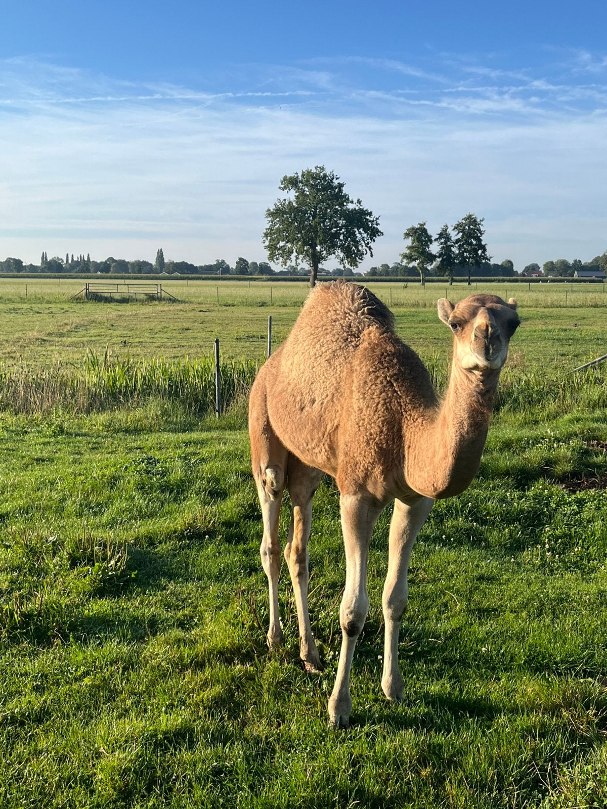 Camel, Januari, Mannelijk