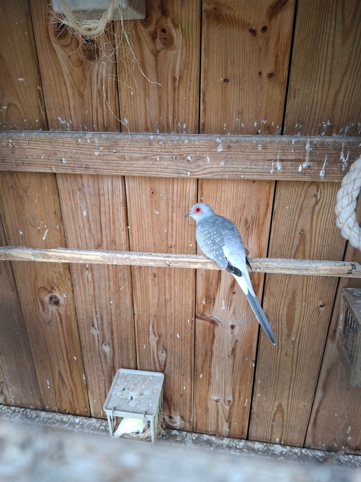 Diamantduif  ruilen, Dieren en Toebehoren, Mannelijk
