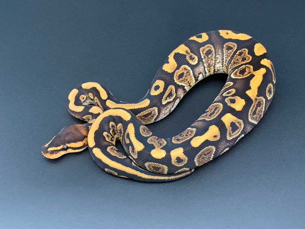 0.1 gravel wookie het hypo python regius Ball Python photo 2