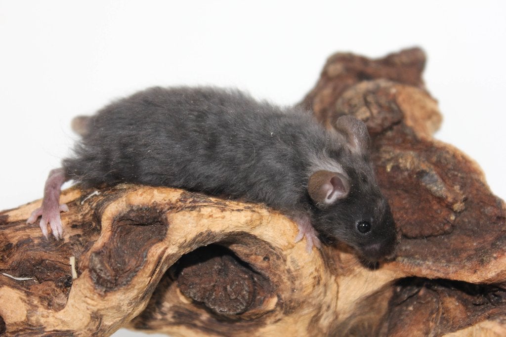 Lieve tamme vrouwelijke kleurmuizen zoeken goed huisje, Dieren en Toebehoren, Muis, Vrouwelijk, Mei, Tam