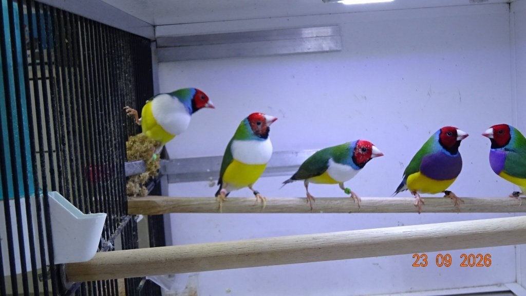 koppel Goulds te koop., Dieren en Toebehoren, Meerdere dieren, Tropenvogel, Geringd