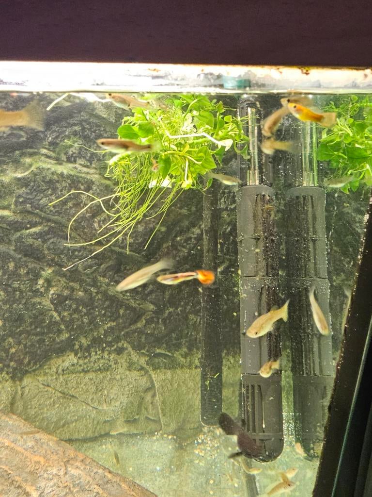 90 guppen voor 25 euro, Dieren en Toebehoren, Vis