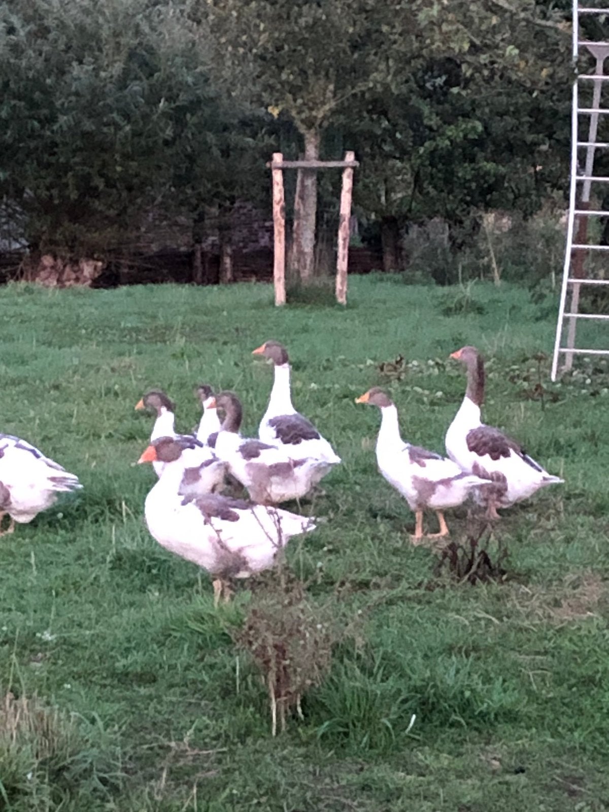 Twentse landganzen, Dieren en Toebehoren, Pluimvee, Meerdere dieren, Eend