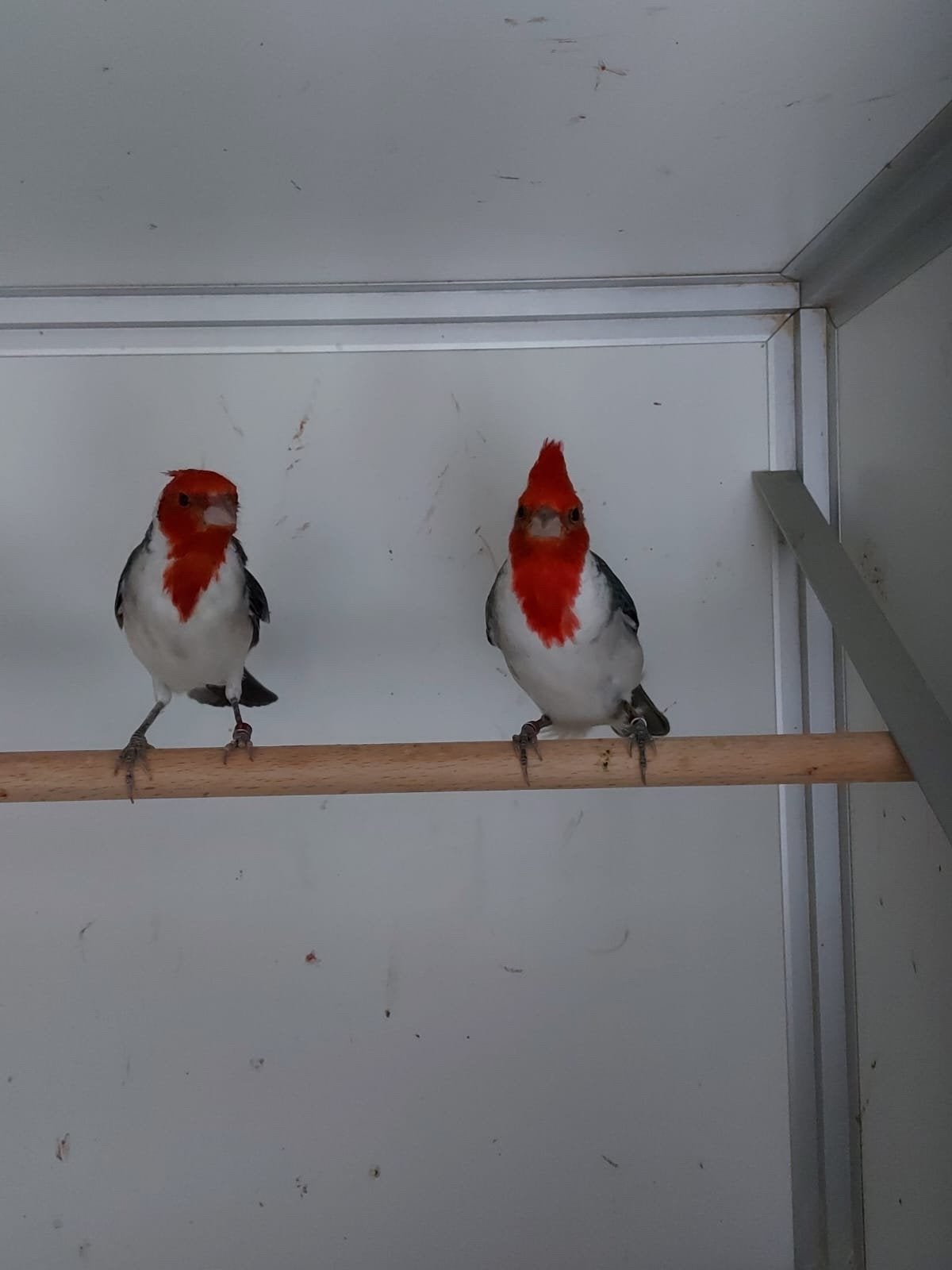 Gevraagd roodkuif en rode kardinalen op kleur, Meerdere dieren, Tropenvogel, Geringd