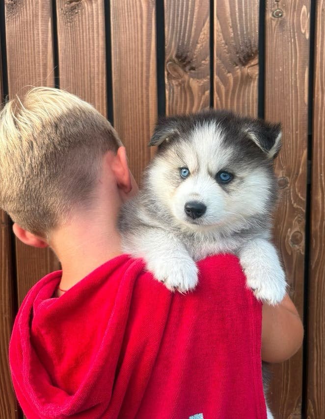 F2 pomsky puppys mogen bijna verhuizen 🤍, Parvo, 8 tot 15 weken, Meerdere, Meerdere dieren