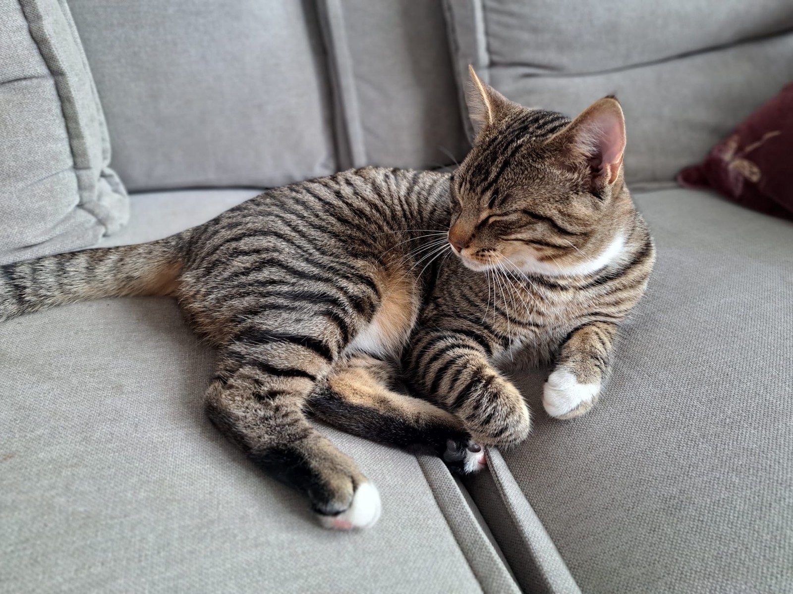 Tijdelijke opvang gezocht voor kat Yuki (Tilburg), Dieren en Toebehoren, Katten en Kittens | Raskatten | Korthaar
