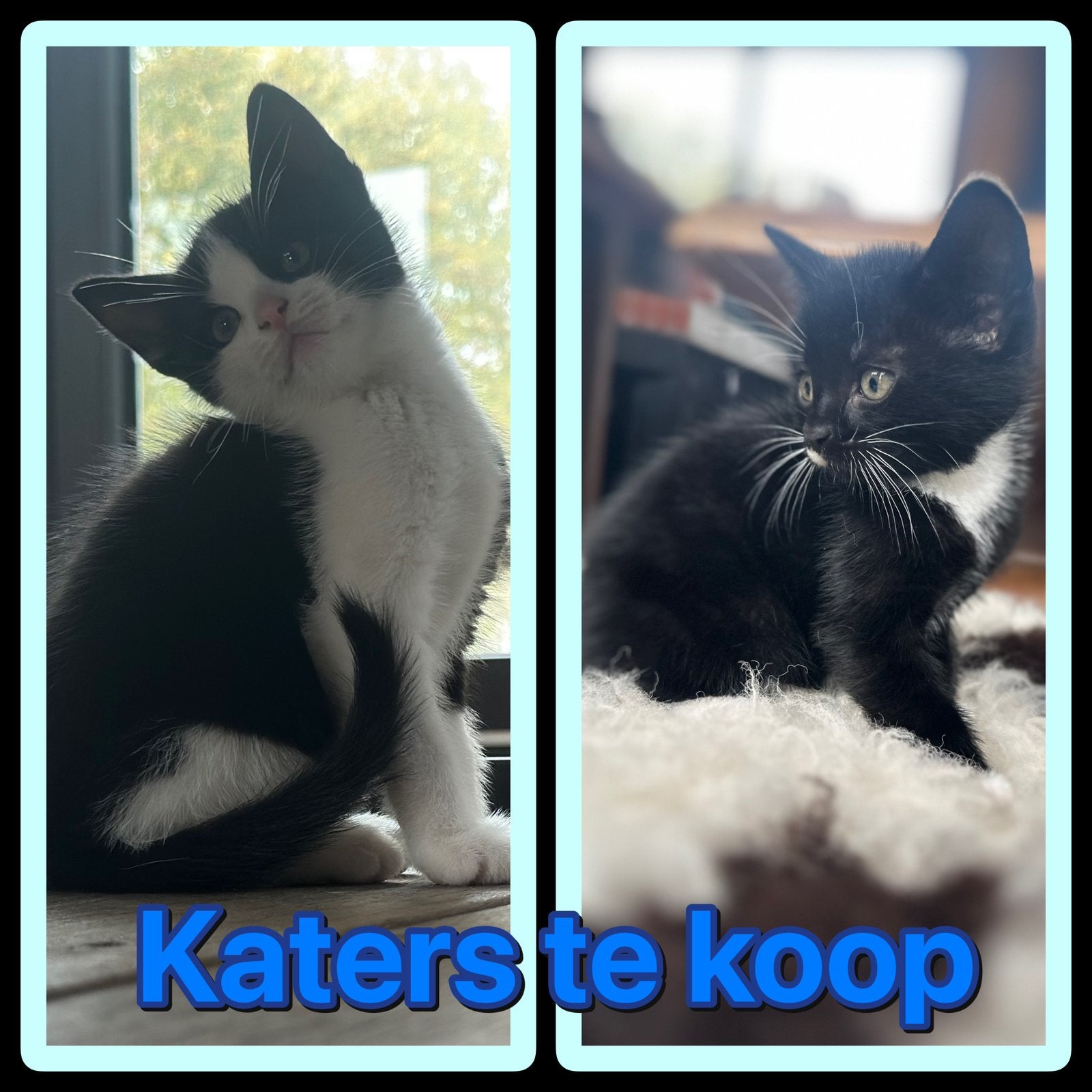 Lievelijke kittens te koop, zwart wit., Dieren en Toebehoren, Meerdere dieren