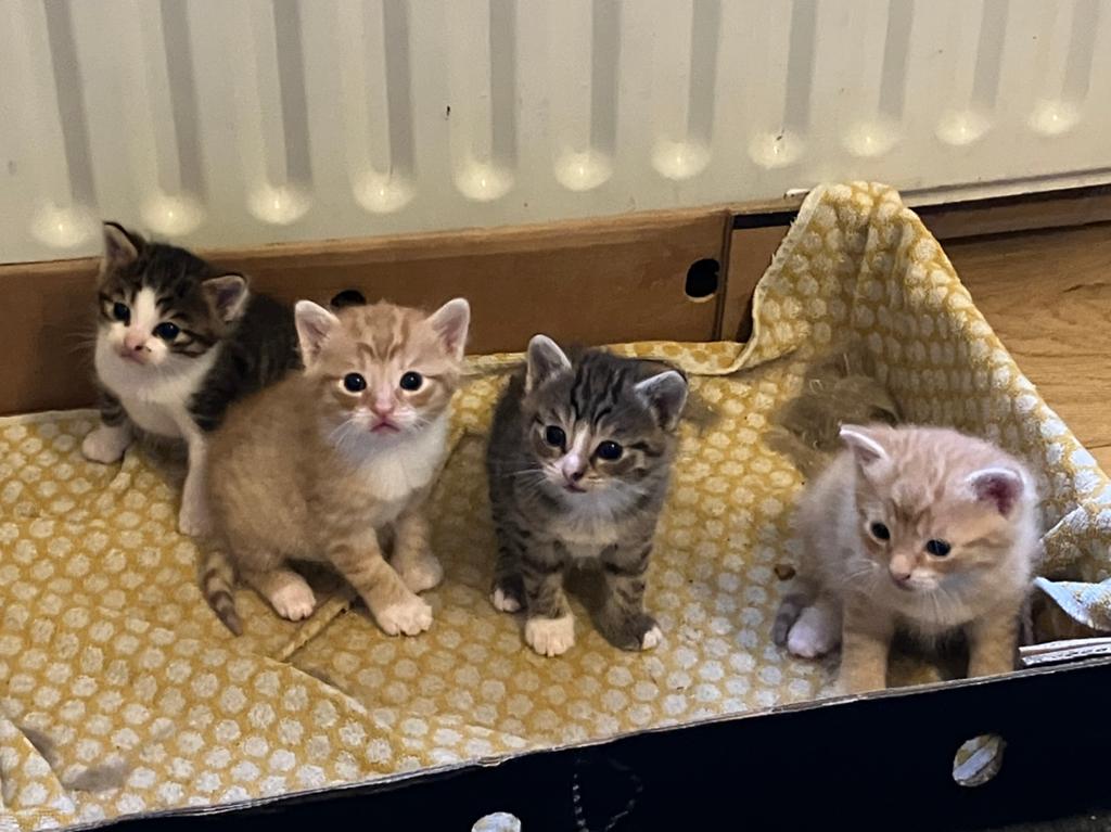 Kittens, Dieren en Toebehoren, Meerdere dieren
