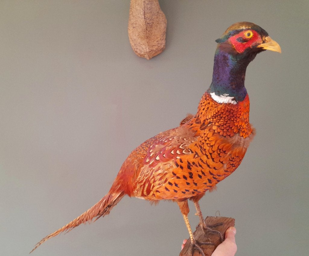 Fazant taxidermie, Ophalen of Verzenden, Zo goed als nieuw, Vogel, Opgezet dier