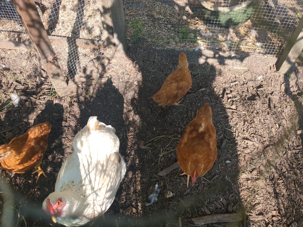 New hampshire haan gratis, Dieren en Toebehoren, Pluimvee, Mannelijk, Kip