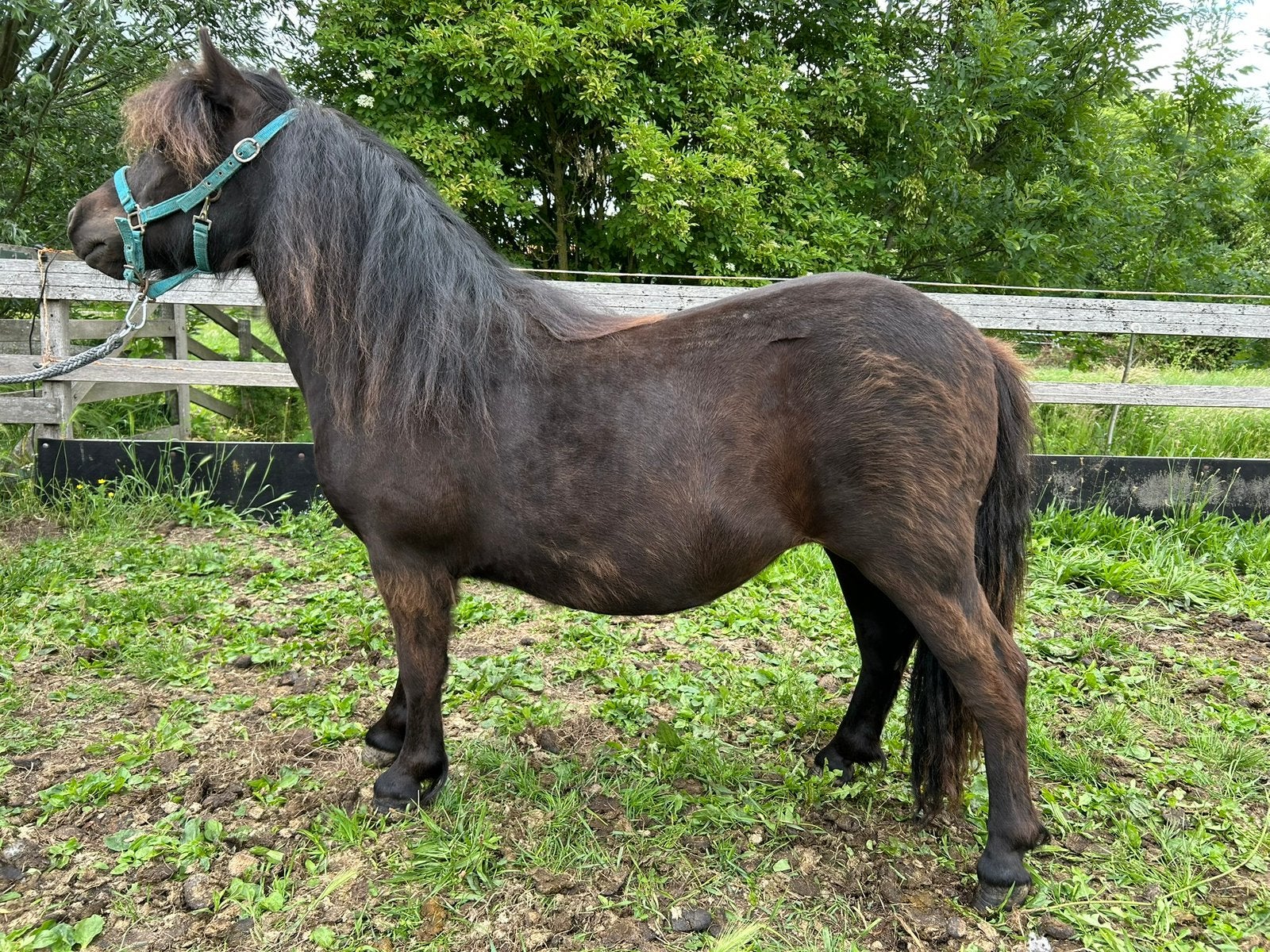 Lieve Kindvriendelijke Stamboek Shetlandpony, Merrie, A pony (tot 1.17m), Met stamboom, 0 tot 2 jaar