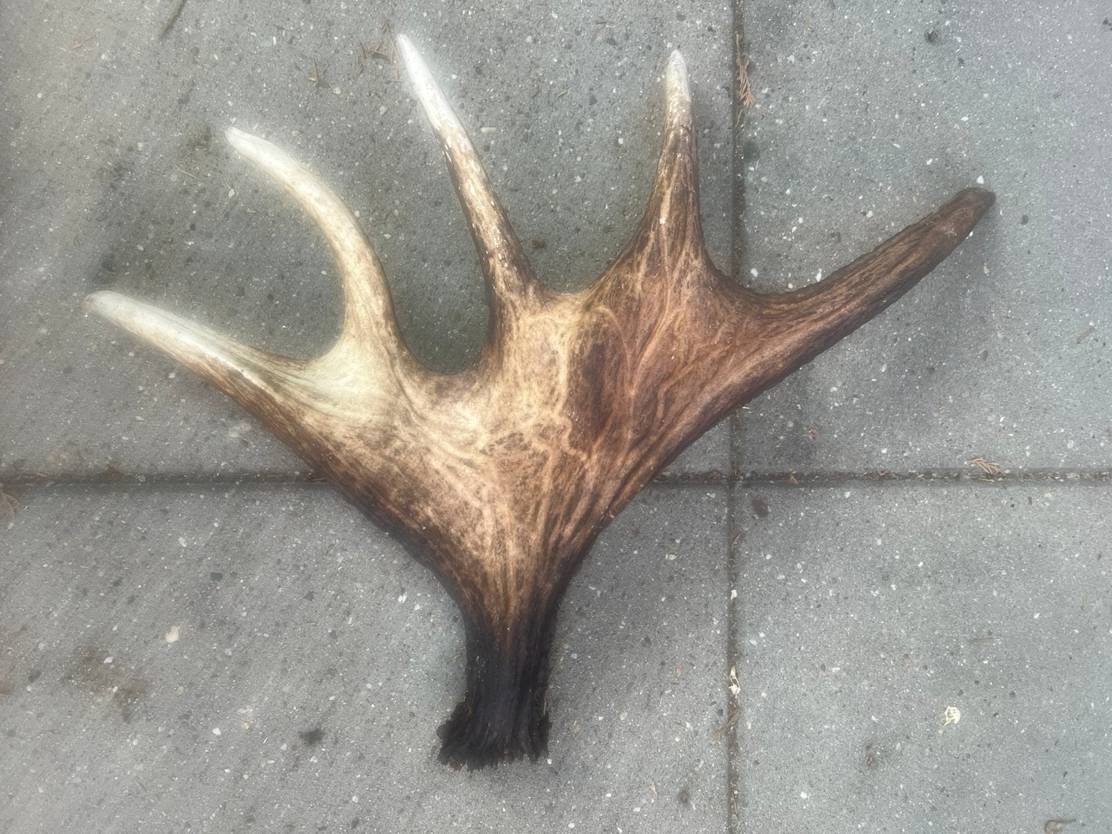 Eland gewei, Verzamelen, Dierenverzamelingen, Ophalen of Verzenden, Gebruikt, Hert, Gewei of Kop