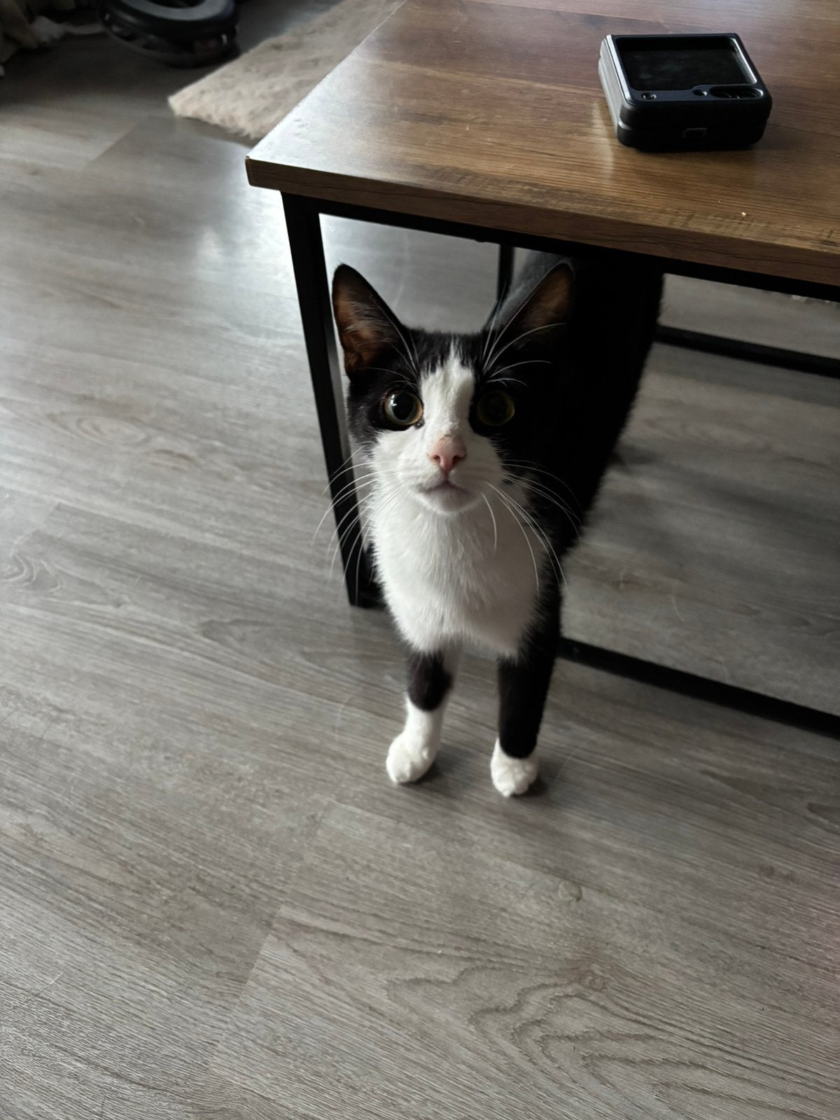 Gezocht liefdevolle huisje voor deze lieve poes, Poes