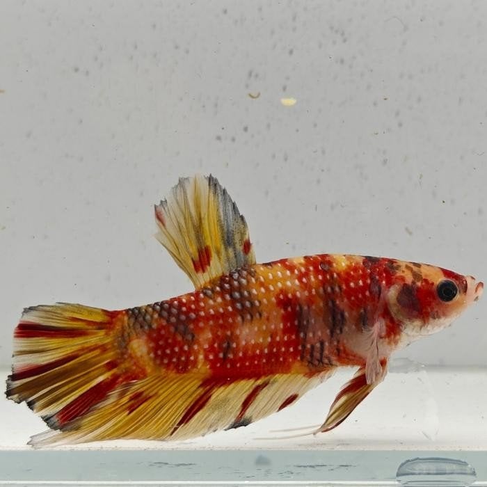 Betta splendens man 43, Vis