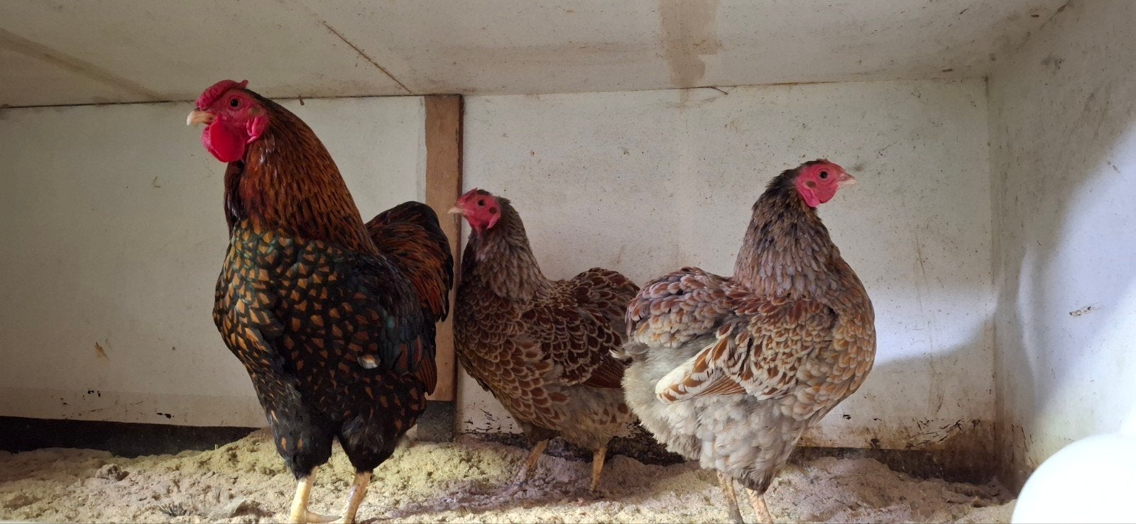 Super mooie trio wyandottes, Meerdere dieren, Kip