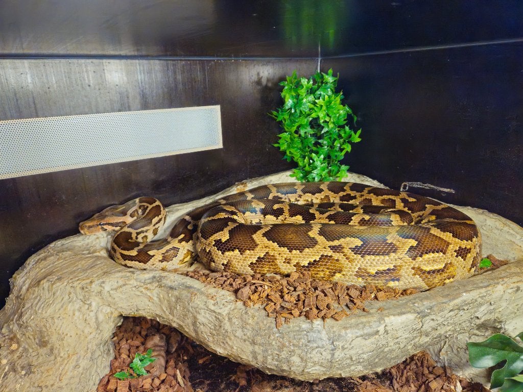 0.1 Python Molures Pimbura Ball Python photo 2