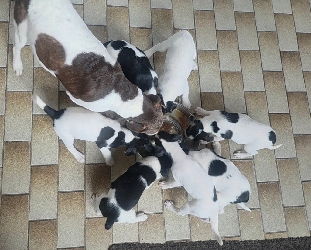 Boerenfox pups (driekleur), Dieren en Toebehoren, Parvo, Overige rassen, 8 tot 15 weken, Meerdere