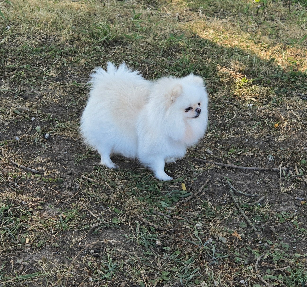 Pomeranian teef met stamboom, Keeshond, 1 tot 2 jaar, Teef, Parvo