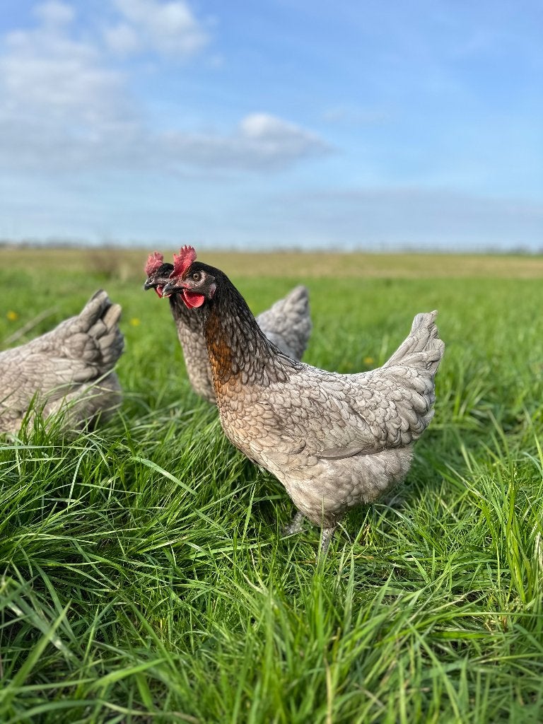 Jonge tamme Bleu des Landes kippen gesekst en ingeënt, Vrouwelijk, Kip