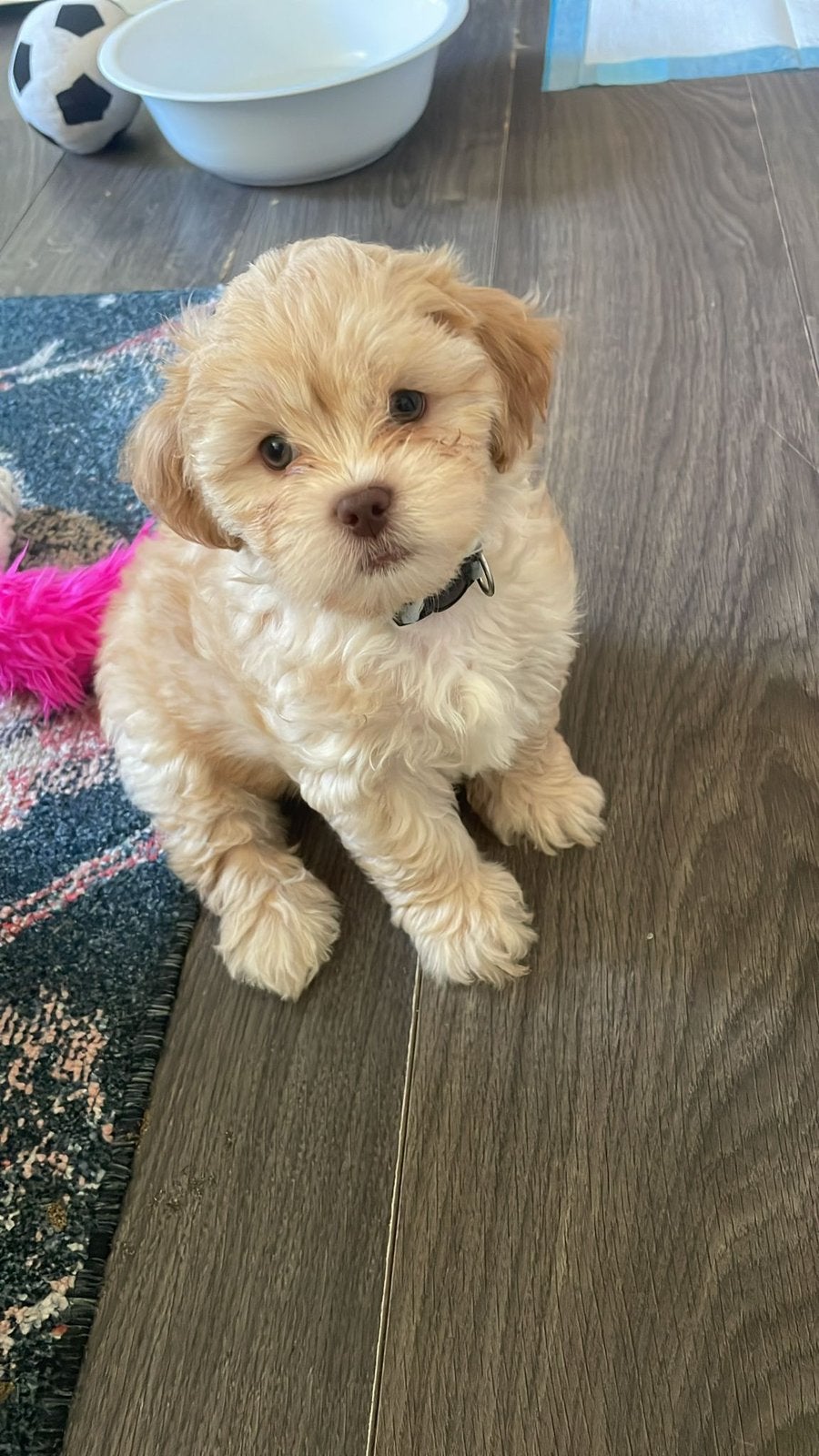 Shihpoo pups nog 1 teefje 1 reutje livergen, Dieren en Toebehoren, Poedel, 8 tot 15 weken, Parvo, Meerdere