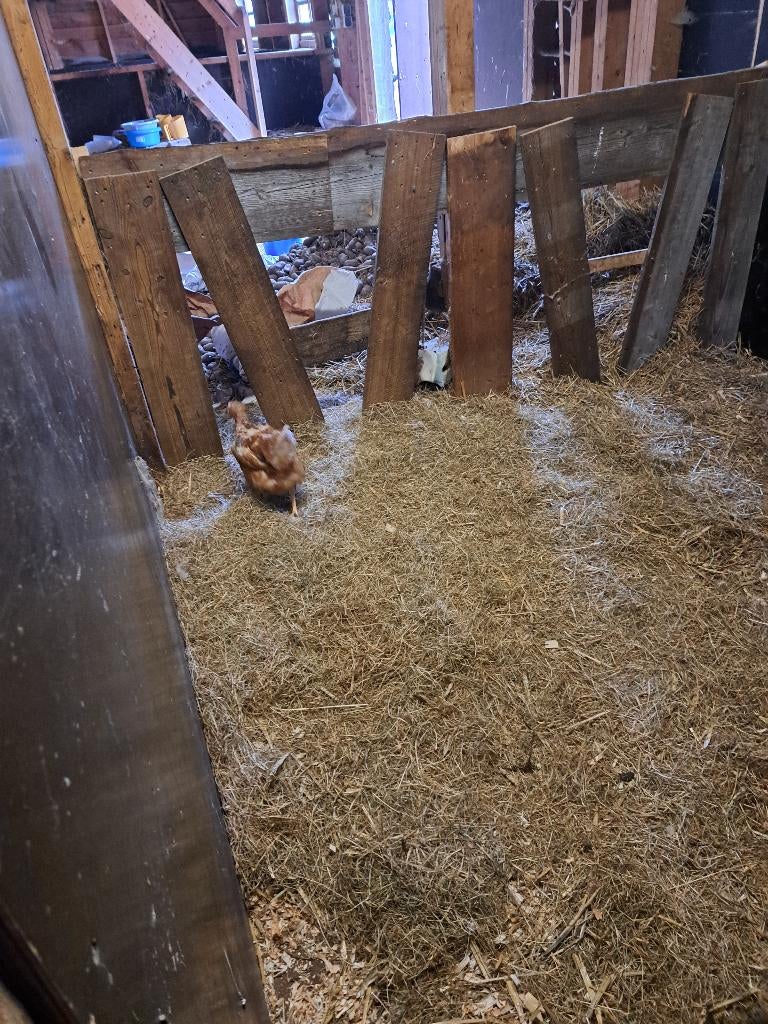 legkip en jonge haan te koop. 3, Dieren en Toebehoren, Pluimvee, Meerdere dieren, Kip