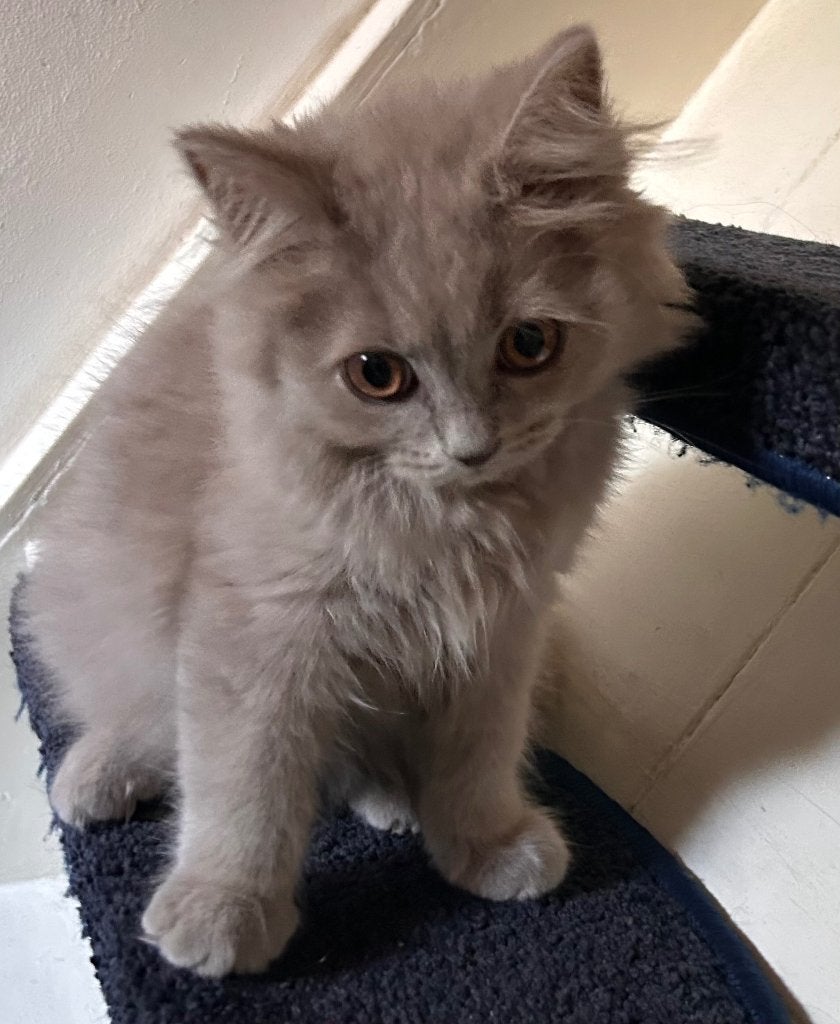 Lilac Britse korthaar langhaar kitten kater mag verhuizen, Kater, Ontwormd, 0 tot 2 jaar