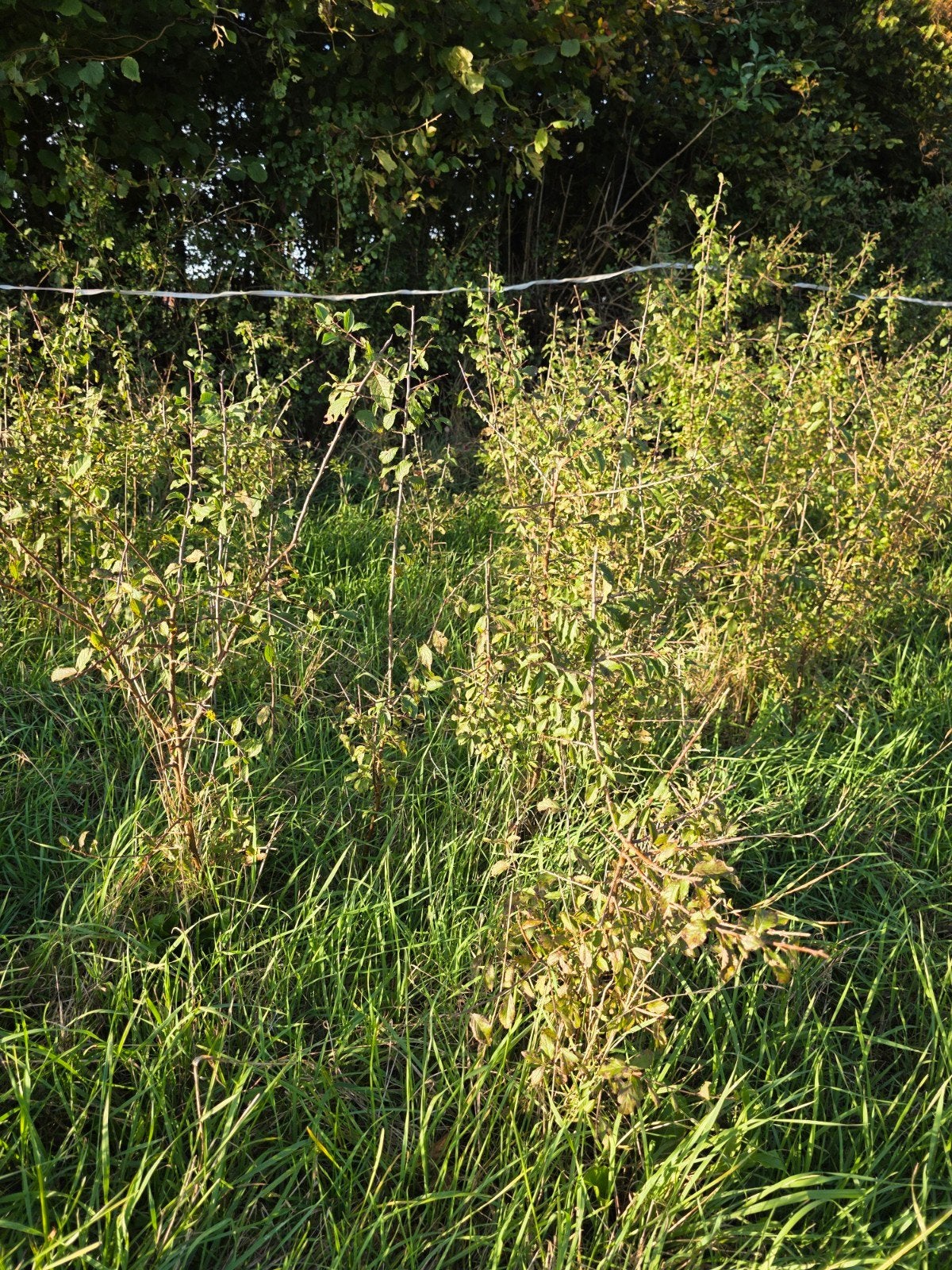 sleedoorn prunus spinosa zwarte doorn, Ophalen, Overige soorten, Struik, 100 tot 250 cm