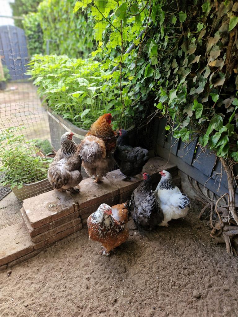 Broedeieren Brahma krul mix, Dieren en Toebehoren, Geslacht onbekend, Kip