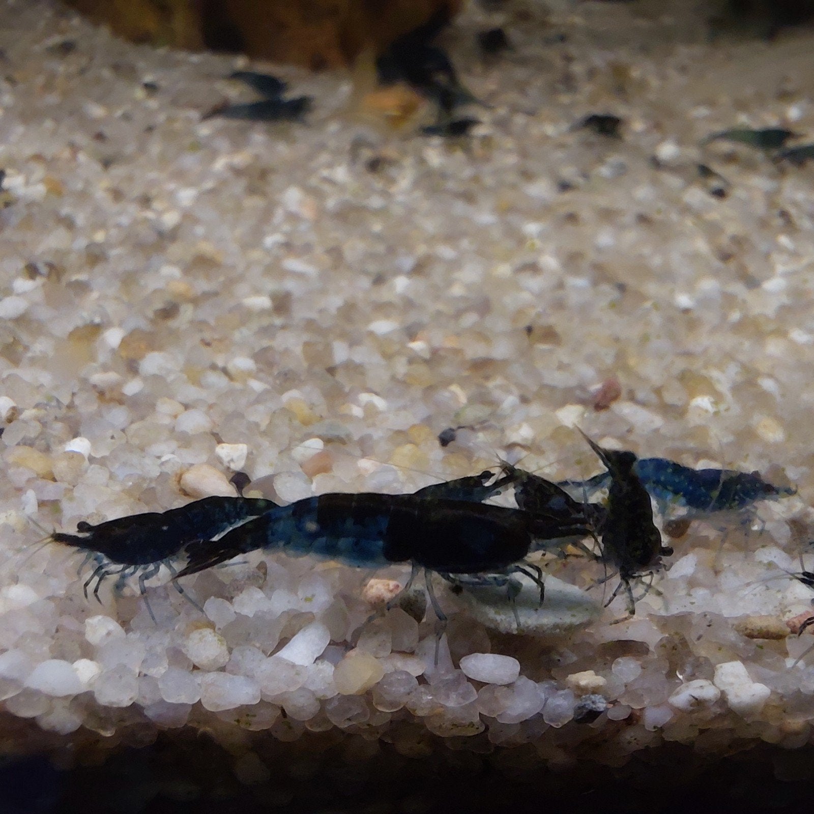 Mooie rode , gele en blauwe garnalen., Dieren en Toebehoren, Vissen | Aquariumvissen, Kreeft, Krab of Garnaal