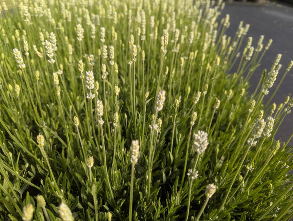Lavendel planten - Geurende en kleurrijke toevoeging, Tuin en Terras, Planten | Tuinplanten, Ophalen, Volle zon, Vaste plant, Kruiden