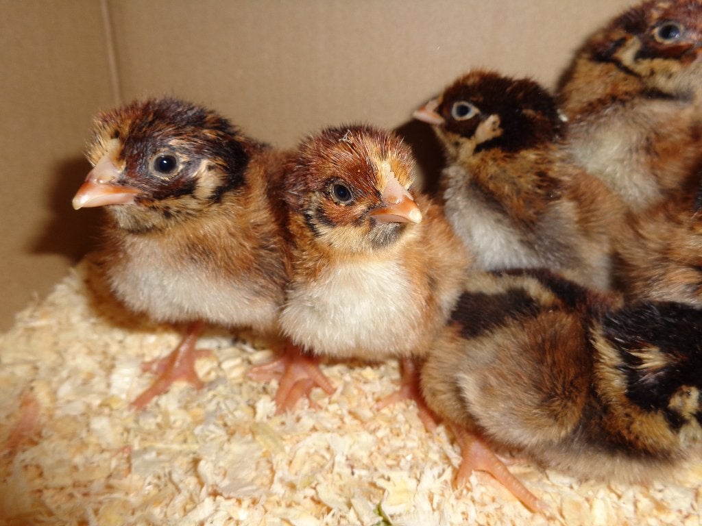 kuikens barnevelder dubbelgezoomd groot, Dieren en Toebehoren, Pluimvee, Vrouwelijk, Kip