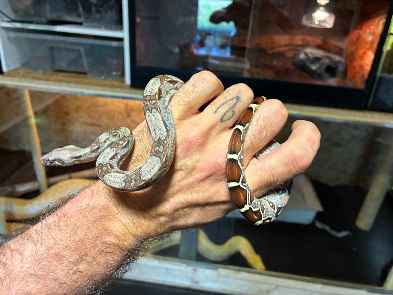 Boa constrictor Roodstaartboa Boa Constrictor photo 5