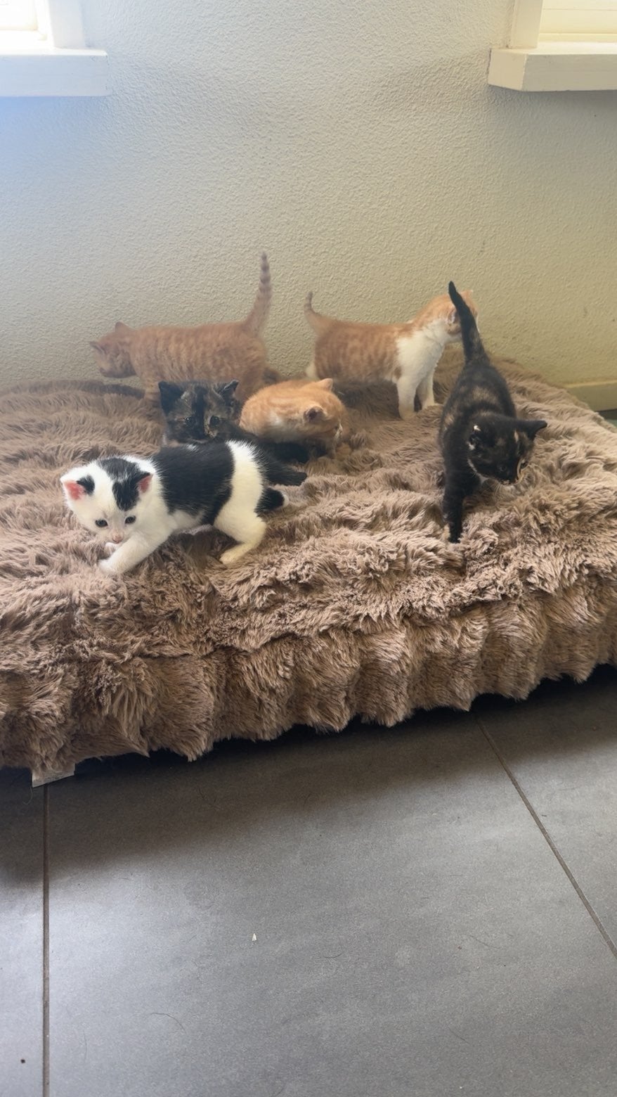 Lieve kittens zoeken een gouden mandje!, Meerdere dieren, Ontwormd