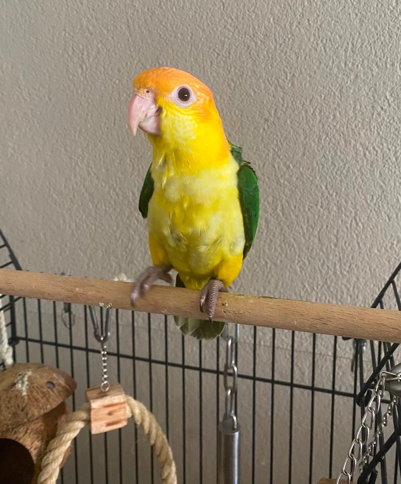 Baby roestkop Caique, Mannelijk, Papegaai, Geringd